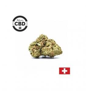 Fleur de CBD Orangello de qualité Suisse cannabis suisse légal